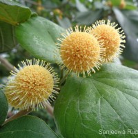 Adina cordifolia (Roxb.) Brandis